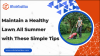 Maintain a Healthy Lawn All Summer with These Simple Tips