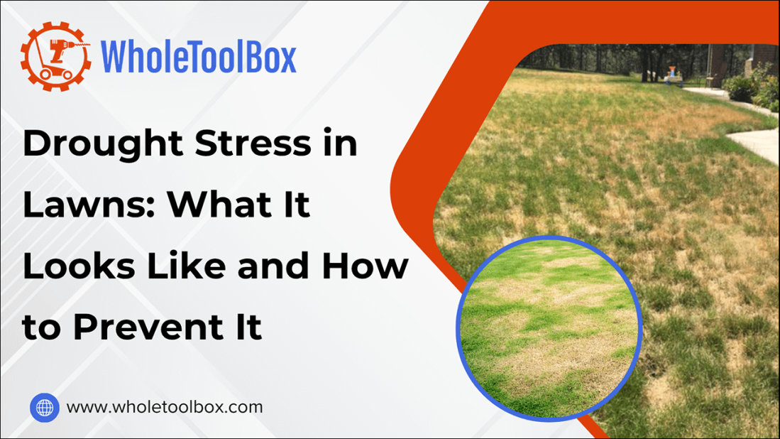 Drought Stress in Lawns: What It Looks Like and How to Prevent It