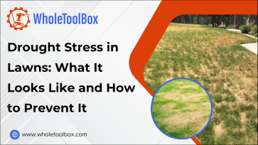 Drought Stress in Lawns: What It Looks Like and How to Prevent It